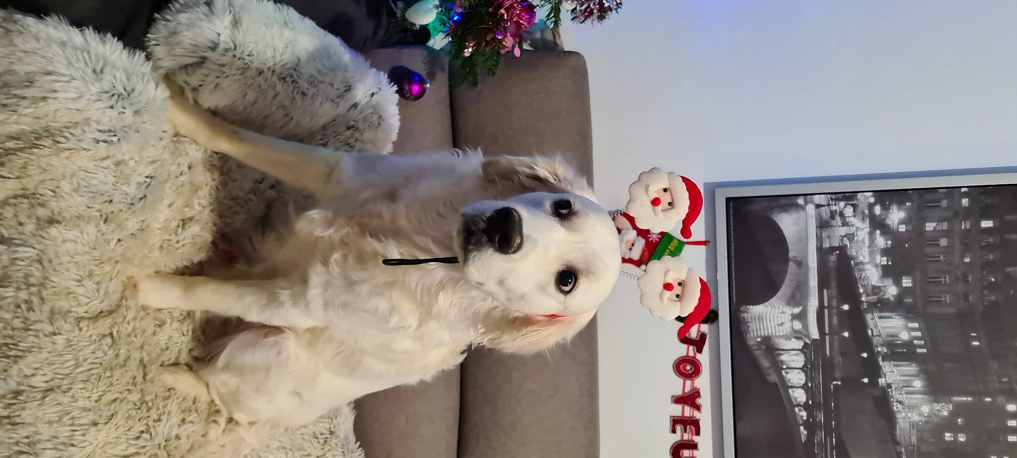 Texas a rejoint le concours — aidez-le/la à gagner de superbes lots ! ball, canidae, carnivore, companion_dog, dog, dog_breed, door, event, fawn, football, fur, plant, sky, snout, sporting_group, stuffed_toy, toy, tree, white, winter