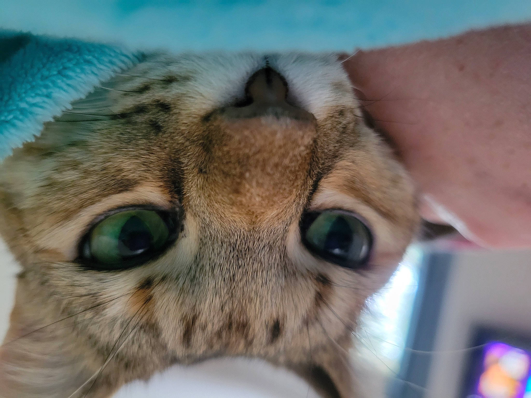 Charlynn is registered to the contest to win money with this photo: big_cats, carnivore, cat, close_up, domestic_short_haired_cat, ear, eye, eyelash, fawn, felidae, fur, grass, head, iris, macro_photography, small_to_medium_sized_cats, snout, terrestrial_animal, whiskers, wildlife