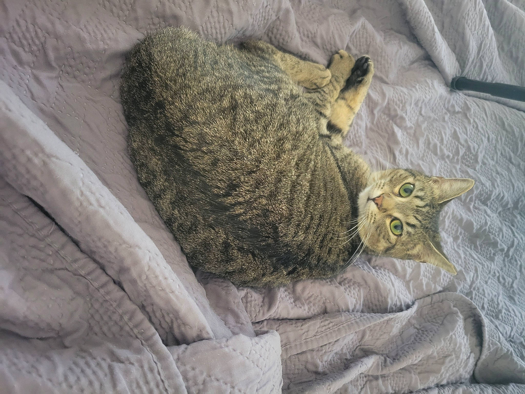 Azrael is registered to the contest to win money with this photo: artifact, carnivore, cat, comfort, domestic_short_haired_cat, felidae, fur, grey, houseplant, linens, plant, small_to_medium_sized_cats, table, tail, terrestrial_animal, textile, whiskers, wildlife, window, wood