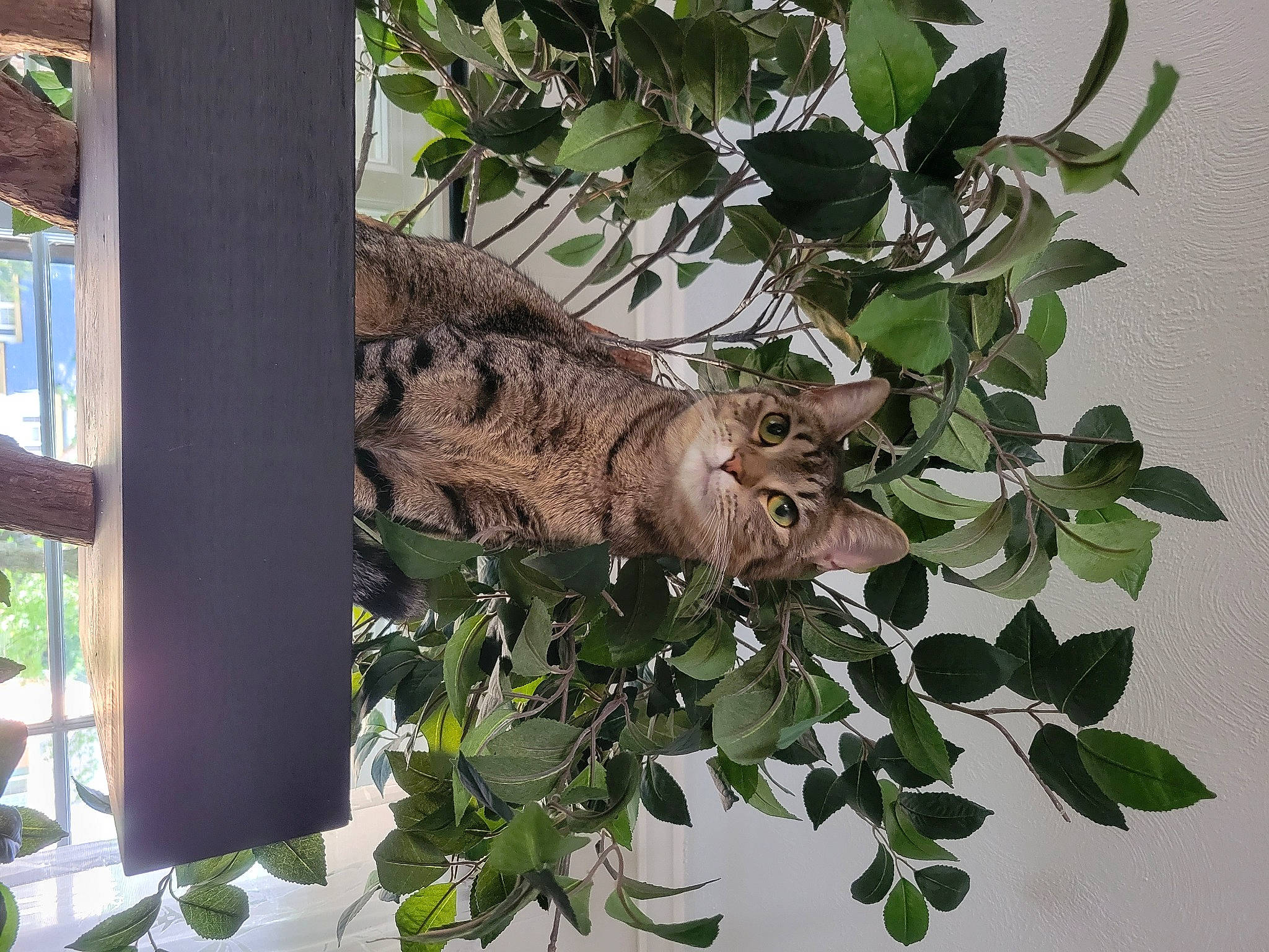 Azrael joined the competition — help win amazing prizes! branch, felidae, flowering_plant, herb, mammal, natural_material, plant, plant_stem, shade, tail, terrestrial_animal, tree, trunk, twig, vertebrate, wildlife, wood