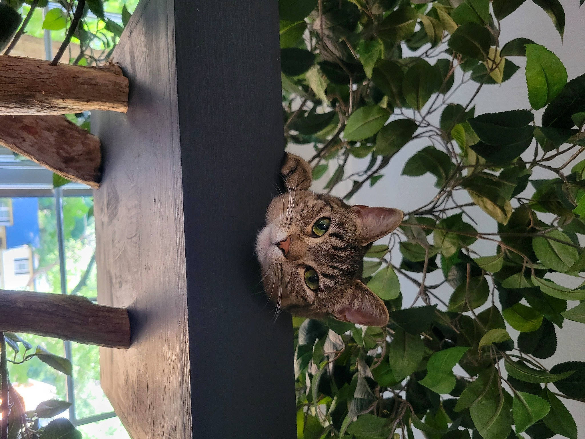 Azrael joined the competition — help win amazing prizes! branch, carnivore, cat, domestic_short_haired_cat, felidae, fur, leaf, natural_material, plant, plant_stem, screech_owl, small_to_medium_sized_cats, tail, terrestrial_animal, tree, trunk, twig, whiskers, wildlife, wood