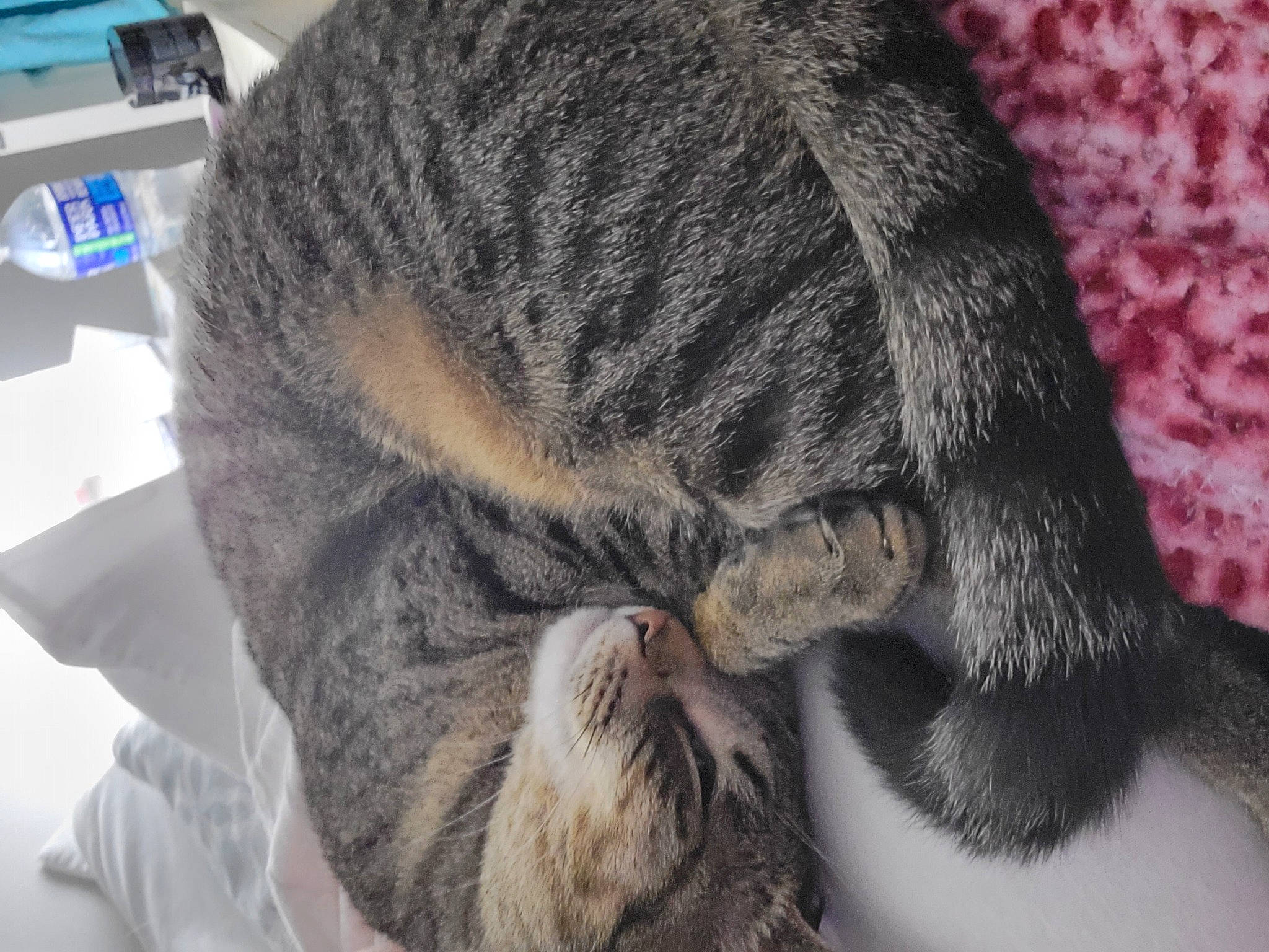 Azrael joined the competition — help win amazing prizes! carnivore, cat, claw, close_up, comfort, domestic_short_haired_cat, felidae, fur, grey, nap, paw, small_to_medium_sized_cats, snout, tail, terrestrial_animal, whiskers, wildlife