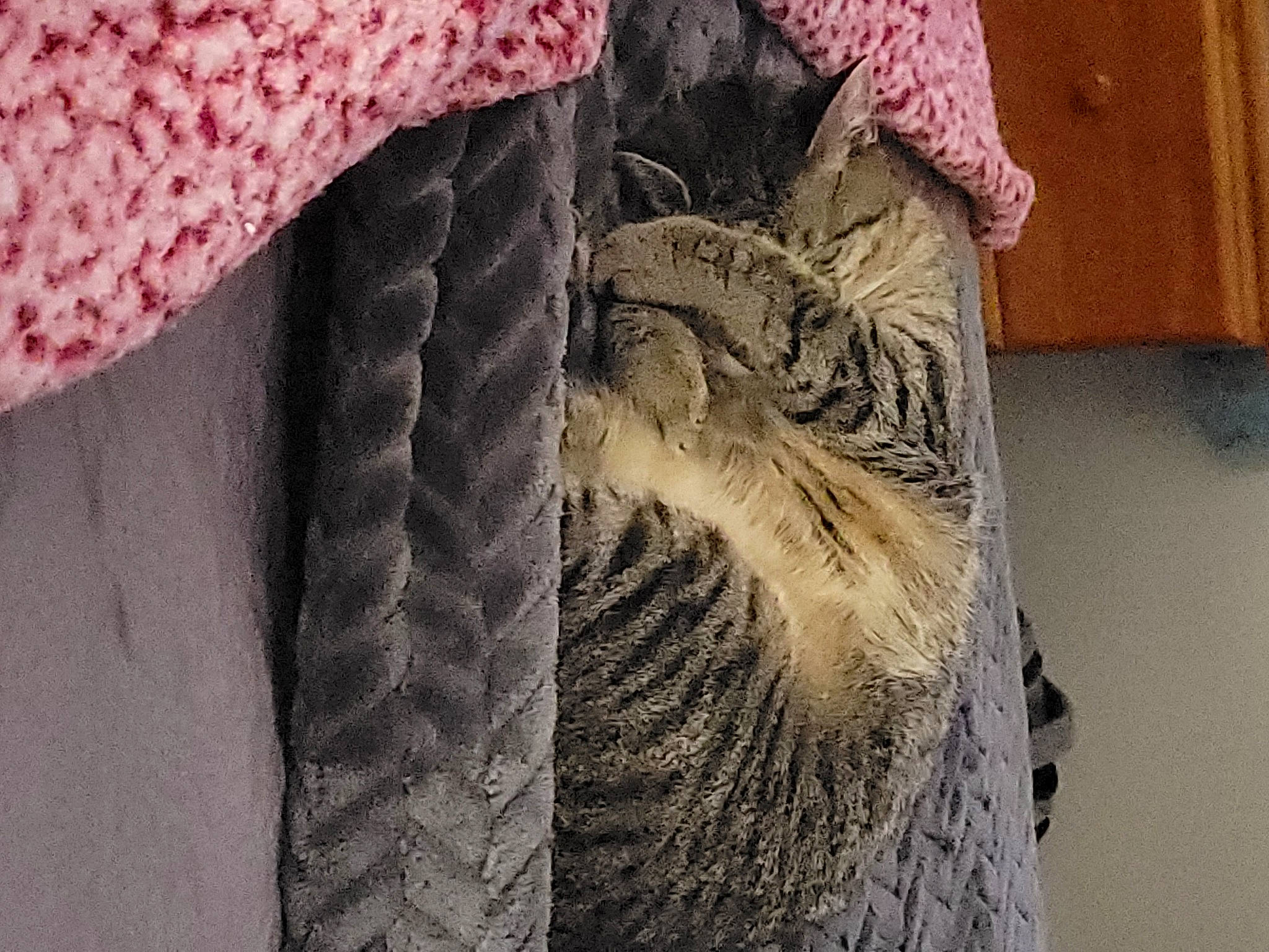 Azrael joined the competition — help win amazing prizes! animal_product, art, carnivore, cat, creative_arts, fashion_design, felidae, fur, fur_clothing, grey, linens, magenta, natural_material, pattern, sleeve, small_to_medium_sized_cats, tail, textile, whiskers, wool