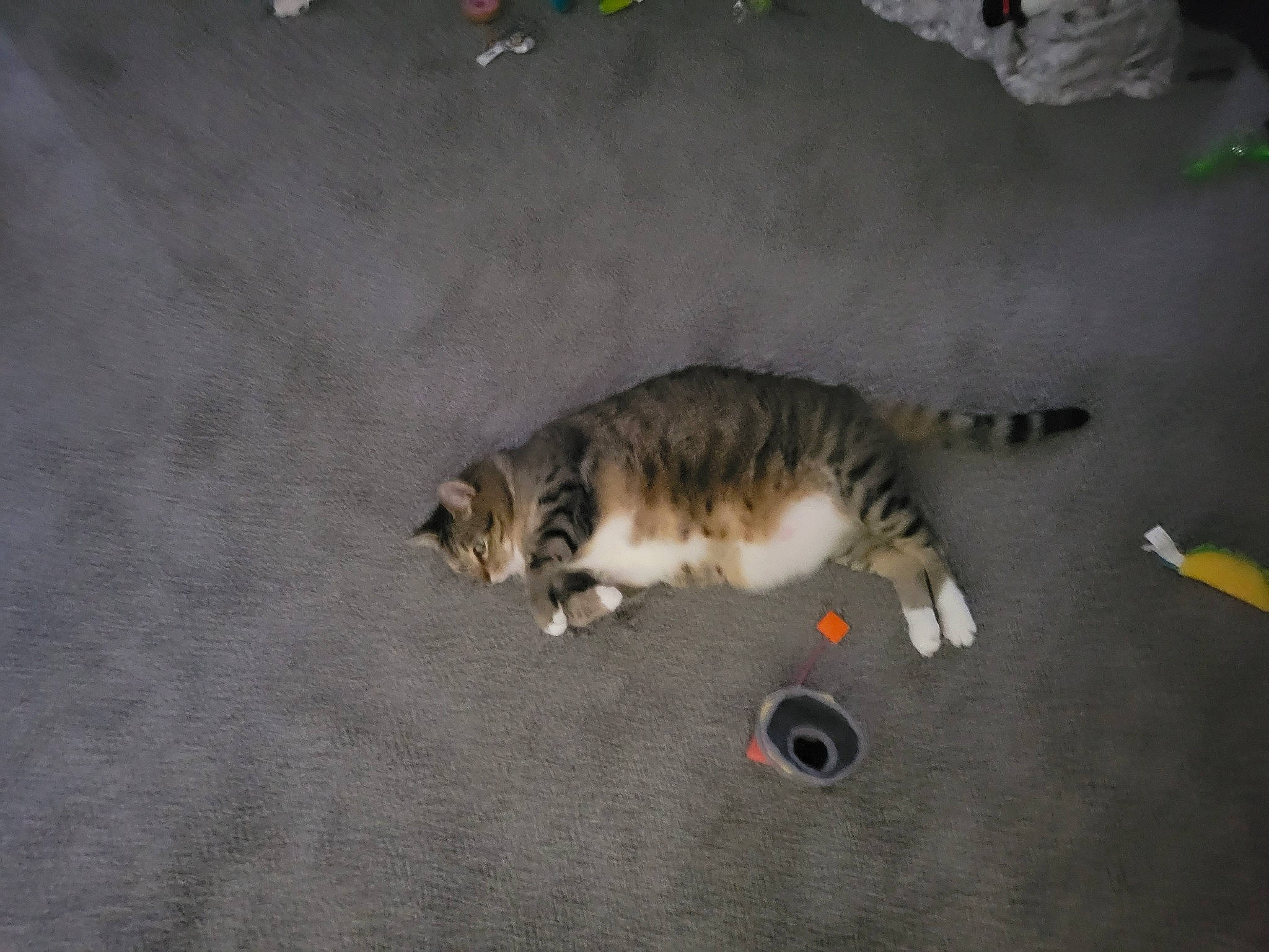 Walker is registered to the contest to win money with this photo: asphalt, canidae, carnivore, cat, cat_toy, claw, dog_breed, domestic_short_haired_cat, fawn, felidae, fur, paw, small_to_medium_sized_cats, snout, sporting_group, tail, terrestrial_animal, whiskers, wildlife