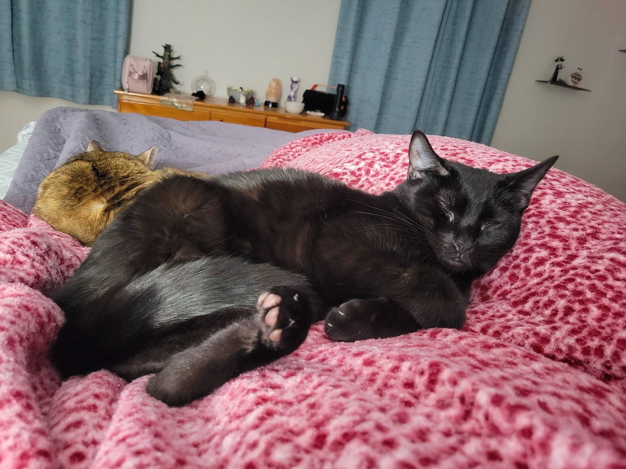 Winnie joined the competition — help win amazing prizes! bed, bedding, black_cat, bombay, carnivore, cat, cat_supply, claw, comfort, curtain, domestic_short_haired_cat, felidae, fur, grey, linens, nap, room, small_to_medium_sized_cats, tail, whiskers