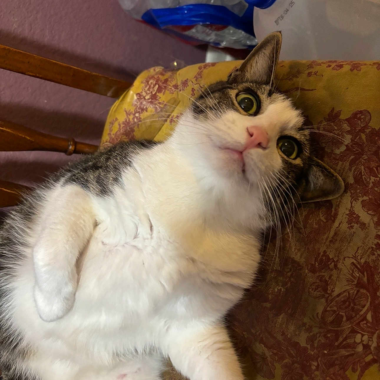 Kitty Whiskers joined the competition — help win amazing prizes! cat, feline, pet, indoor, curious, lying_down, white_fur, tabby, cushion, patterned_fabric, chair, water_bottles, household, closeup, whiskers, pink_nose, relaxed, domestic_animal, portrait, fur
