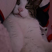Kitty Whiskers is registered to the contest to win money with this photo: cat, sleeping, cozy, blanket, knitwear, white_fur, tabby, pet, resting, cute, indoor, close_up, relaxed, feline, soft_texture, domestic_animal, whiskers, pink_nose, paw, snug