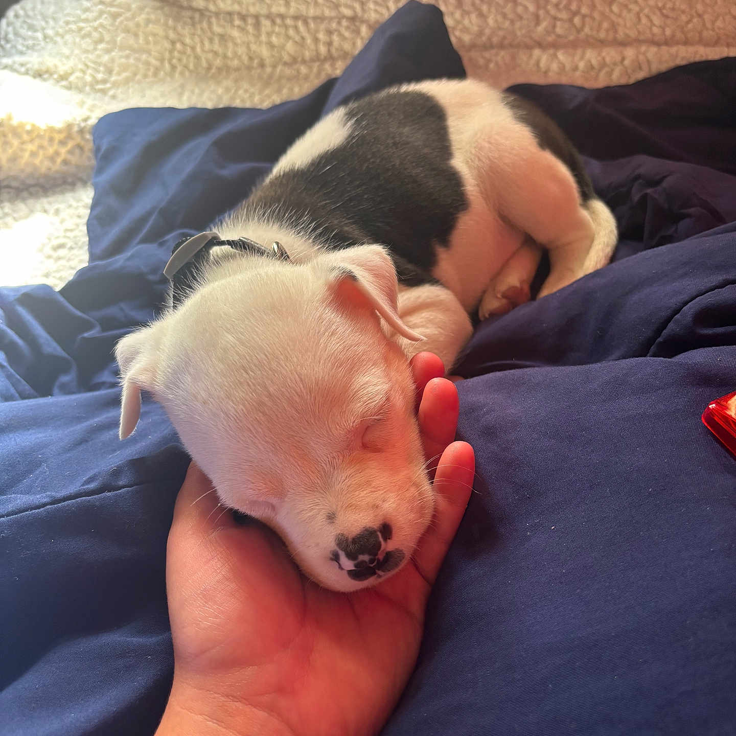 Baby joined the competition — help win amazing prizes! puppy, dog, sleeping, hand, bed, blanket, fur, black_and_white, cozy, nap, cute, young_dog, indoor, soft_light, resting, pet, collar, comfort, animal, domestic_animal