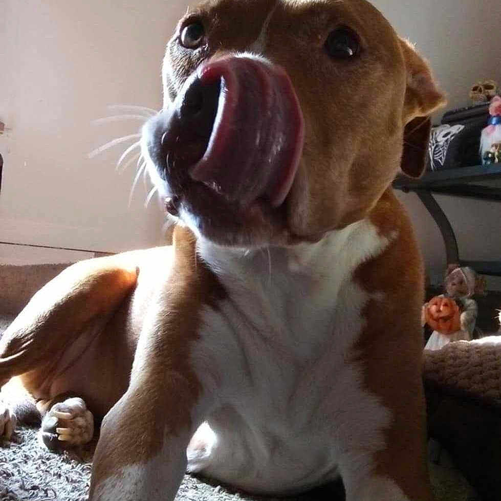 Nalla Marie joined the competition — help win amazing prizes! animal, brown, carpet, close_up, cute, decor, dog, furniture, giraffe_figure, home, indoor, licking, mammal, paws, pet, relaxed, tongue, tongue_out, wall_sign, white