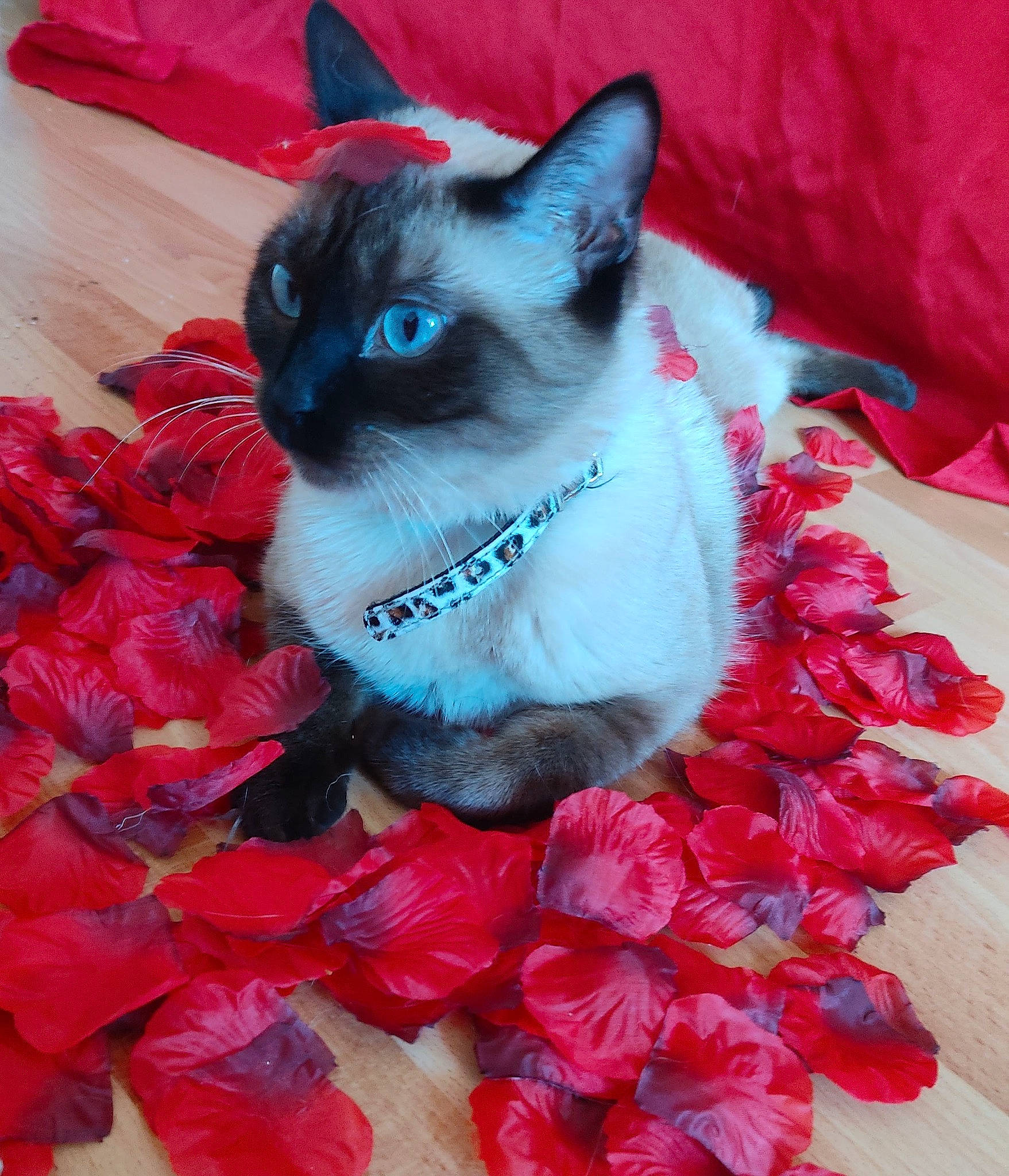 Amaya a rejoint le concours — aidez-le/la à gagner de superbes lots ! blue, carnivore, cat, cut_flowers, electric_blue, fawn, felidae, flower, fur, iris, magenta, petal, plant, red, siamese, small_to_medium_sized_cats, snout, tail, thai, whiskers