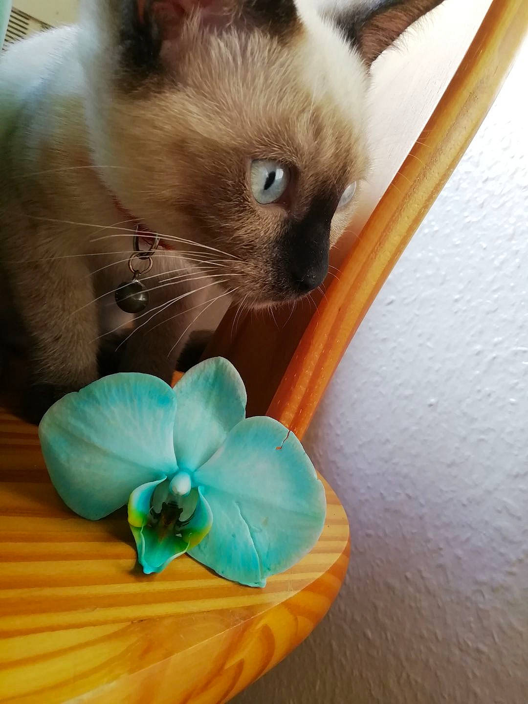 Amaya participe au concours pour gagner de l'argent avec cette photo : annual_plant, art, balinese, birman, carnivore, cat, electric_blue, fashion_accessory, fawn, felidae, flower, flowering_plant, fur, petal, plant, siamese, small_to_medium_sized_cats, tail, thai, whiskers
