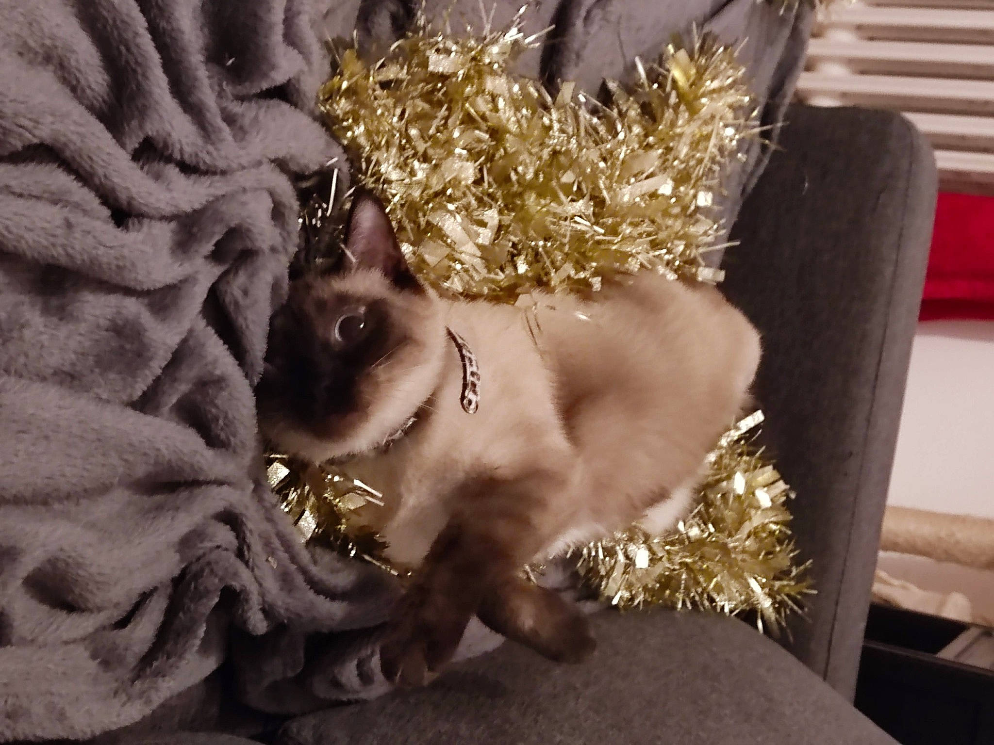 Amaya participe au concours pour gagner de l'argent avec cette photo : body_jewelry, bracelet, christmas, christmas_decoration, christmas_ornament, costume, crown, crystal, event, fashion_accessory, feather, fur, hair_accessory, headpiece, jewellery, metal, ornament, still_life_photography, tiara, tradition