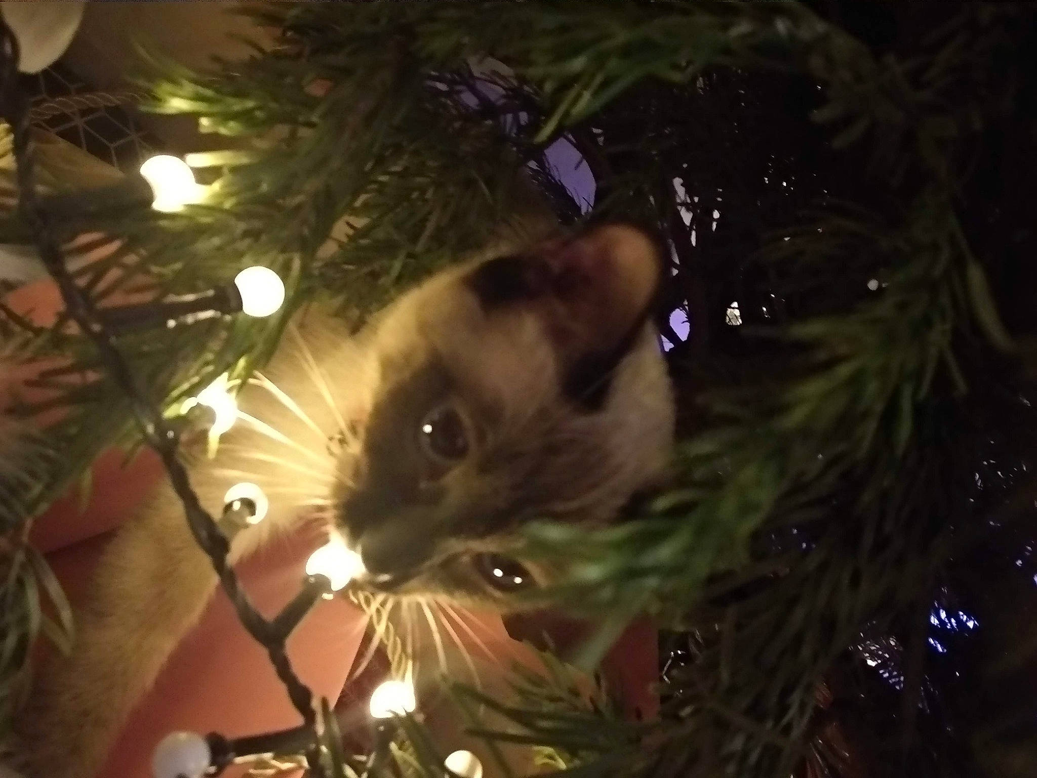 Amaya participe au concours pour gagner de l'argent avec cette photo : branch, carnivore, cat, christmas, christmas_decoration, christmas_eve, christmas_ornament, christmas_tree, conifer, darkness, event, evergreen, fawn, felidae, holiday, holiday_ornament, midnight, ornament, small_to_medium_sized_cats, whiskers