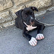 Rox participe au concours pour gagner de l'argent avec cette photo : puppy, dog, black_and_white, sitting, pavement, stone_wall, outdoor, leash, young_dog, pet, curious, animal, cute, paw, resting, canine, small_dog, alert, companion, friendly
