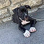 puppy, dog, black_and_white, sitting, pavement, stone_wall, outdoor, leash, young_dog, pet, curious, animal, cute, paw, resting, canine, small_dog, alert, companion, friendly