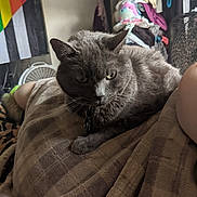 Maddie joined the competition — help win amazing prizes! cat, gray_cat, pet, indoor, blanket, furniture, fan, clothing, flag, room, cozy, relaxed, fur, whiskers, ear, eyes, domestic_animal, sleeping_area, household, resting