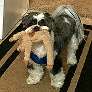 Gus-Gus joined the competition — help win amazing prizes! dog, plush_toy, carpet, indoor, pet, black_and_white, fur, small_dog, toy, playful, cute, animal, pet_accessory, floor, domestic_animal, standing, looking, household, companion, fluffy
