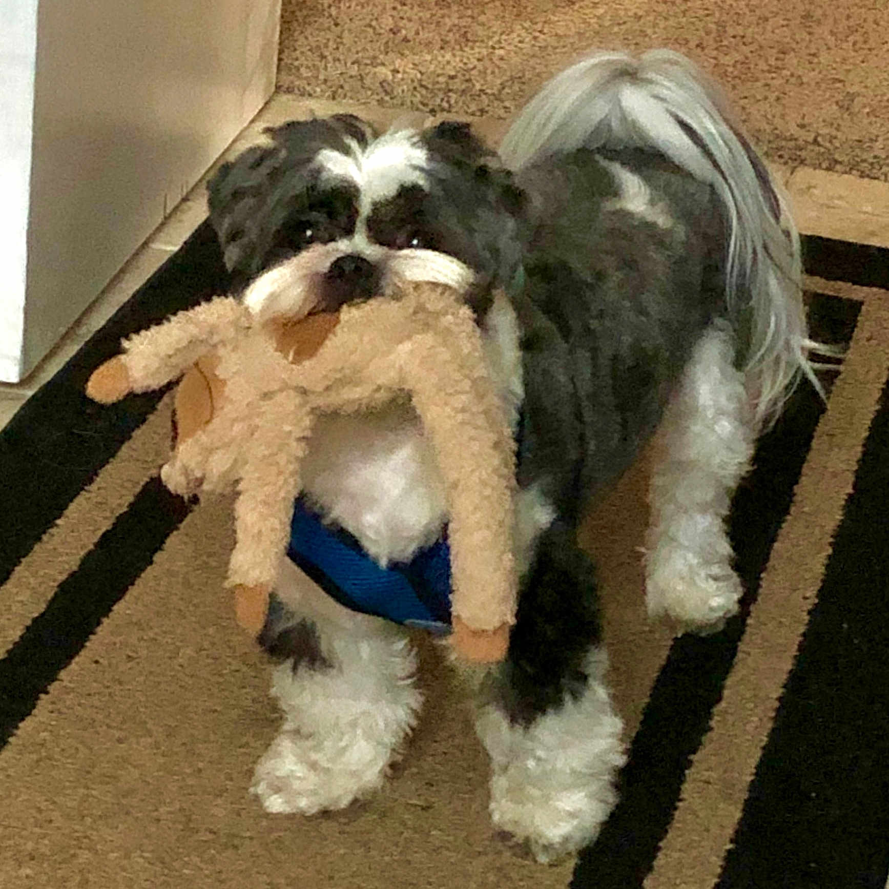 Gus-Gus joined the competition — help win amazing prizes! dog, plush_toy, carpet, indoor, pet, black_and_white, fur, small_dog, toy, playful, cute, animal, pet_accessory, floor, domestic_animal, standing, looking, household, companion, fluffy
