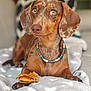 animal, bead_necklace, blanket, brown_fur, canine, chew_treat, closeup, companion, cozy, cute, dachshund, dog, domestic_animal, furniture, heart_pattern, indoor, lying_down, pet, relaxed, soft_texture