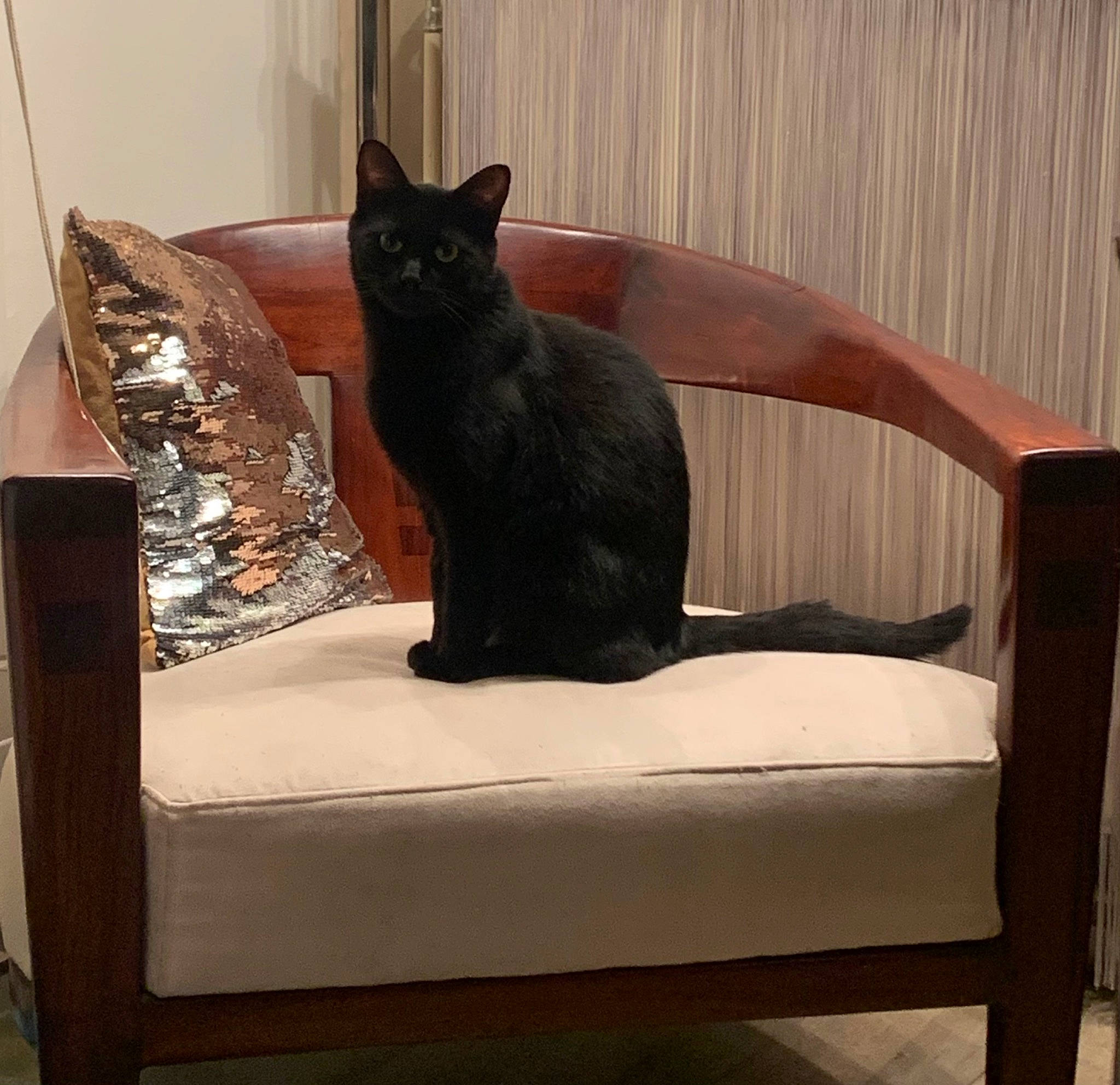 éclipse participe au concours pour gagner de l'argent avec cette photo : black_cat, bombay, carnivore, cat, cat_supply, chair, comfort, domestic_short_haired_cat, felidae, hardwood, interior_design, outdoor_furniture, pet_supply, rectangle, small_to_medium_sized_cats, snout, tail, whiskers, window, wood