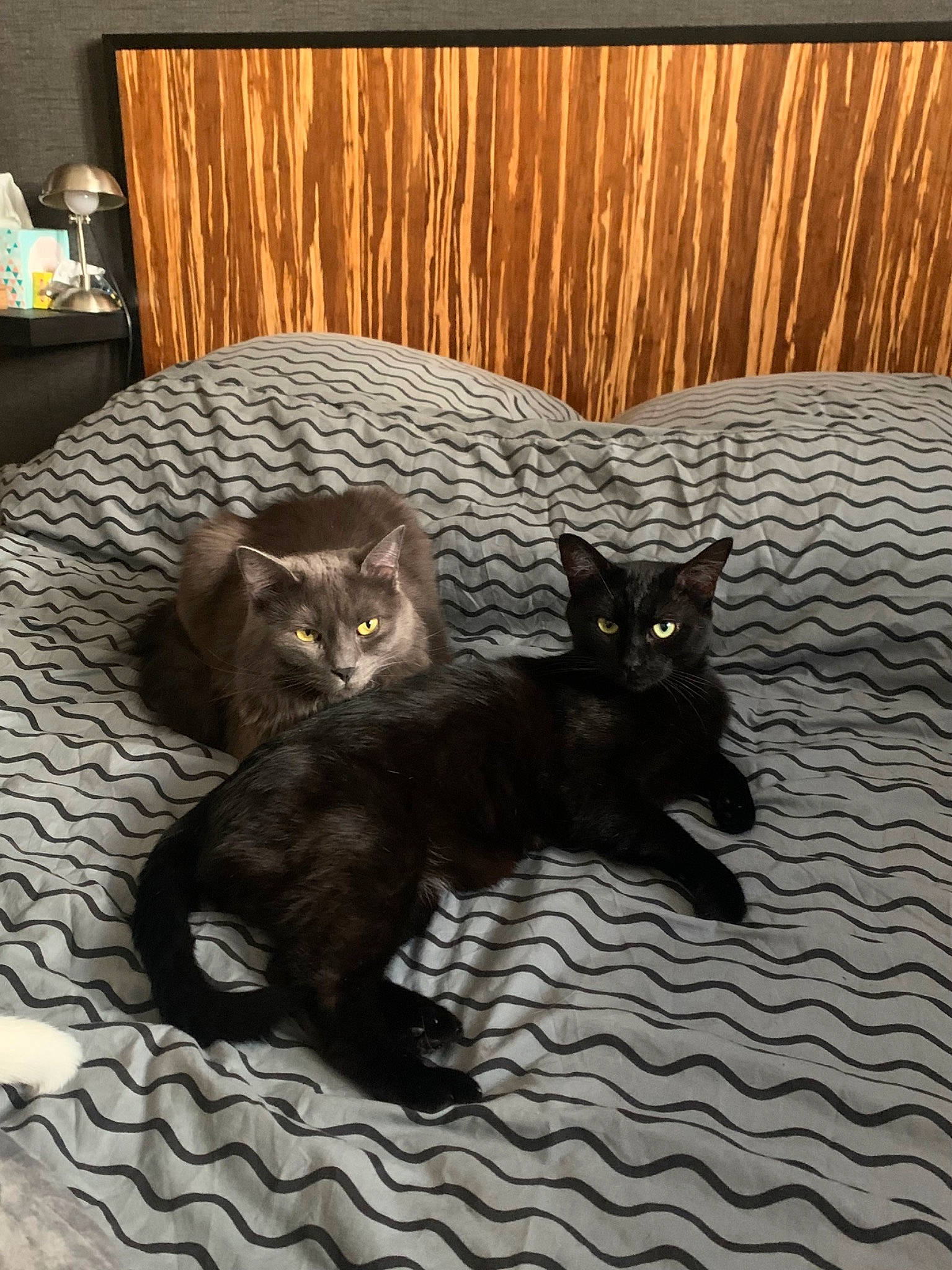 éclipse a rejoint le concours — aidez-le/la à gagner de superbes lots ! black_cat, bombay, carnivore, cat, claw, comfort, domestic_short_haired_cat, felidae, floor, flooring, fur, grey, hardwood, small_to_medium_sized_cats, snout, tail, terrestrial_animal, vertebrate, whiskers, wood