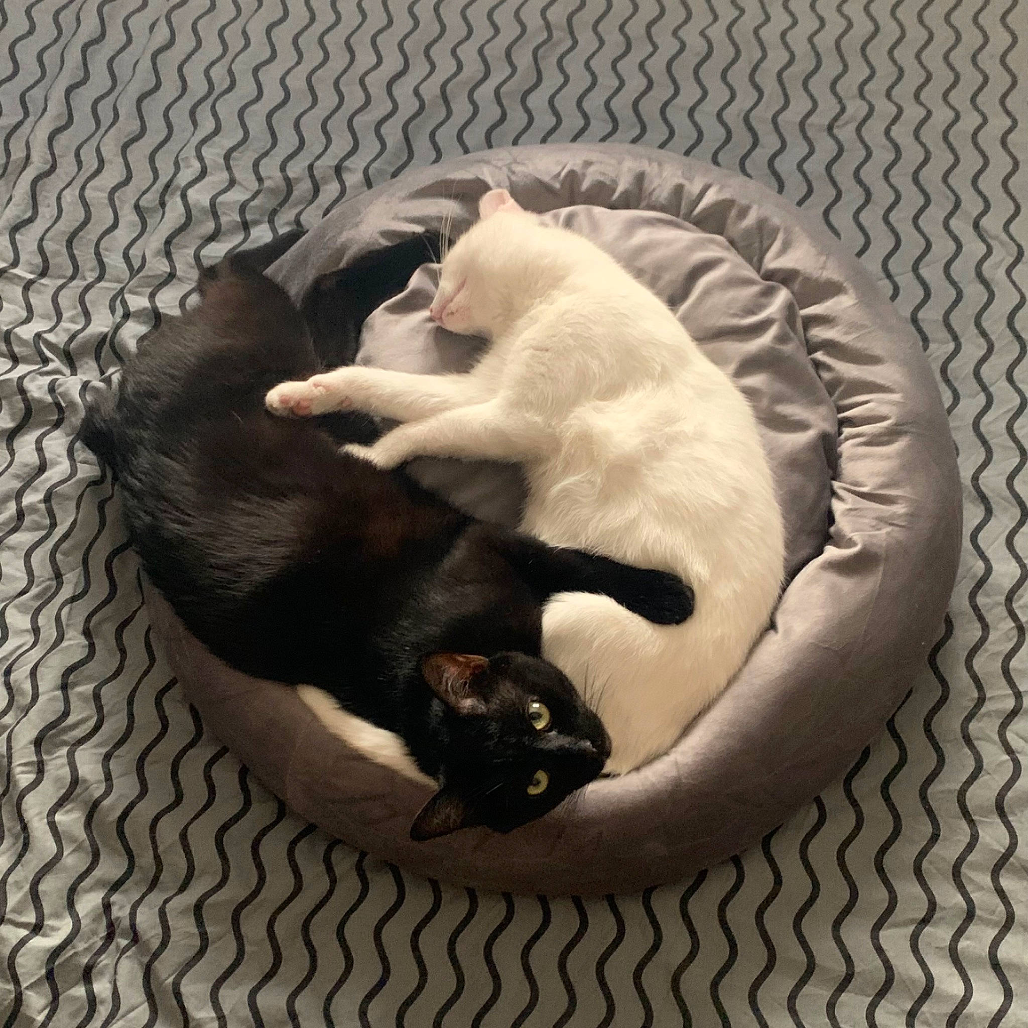 éclipse participe au concours pour gagner de l'argent avec cette photo : black_cat, carnivore, cat, cat_supply, claw, comfort, companion_dog, dog_breed, domestic_short_haired_cat, fawn, felidae, fur, linens, paw, pet_supply, small_to_medium_sized_cats, snout, sporting_group, tail, whiskers