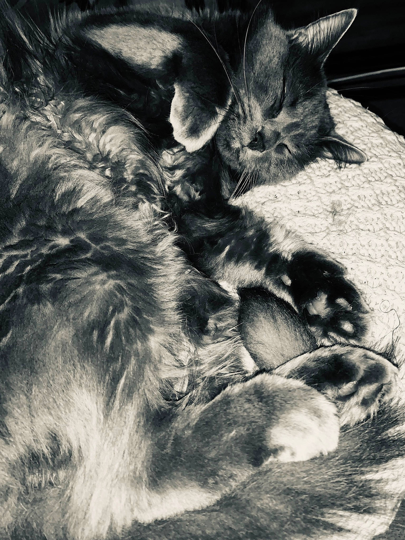 Mercury participe au concours pour gagner de l'argent avec cette photo : black_and_white, carnivore, cat, claw, close_up, cloud, comfort, domestic_short_haired_cat, felidae, fur, grey, monochrome, monochrome_photography, nap, paw, small_to_medium_sized_cats, style, tail, terrestrial_animal, whiskers