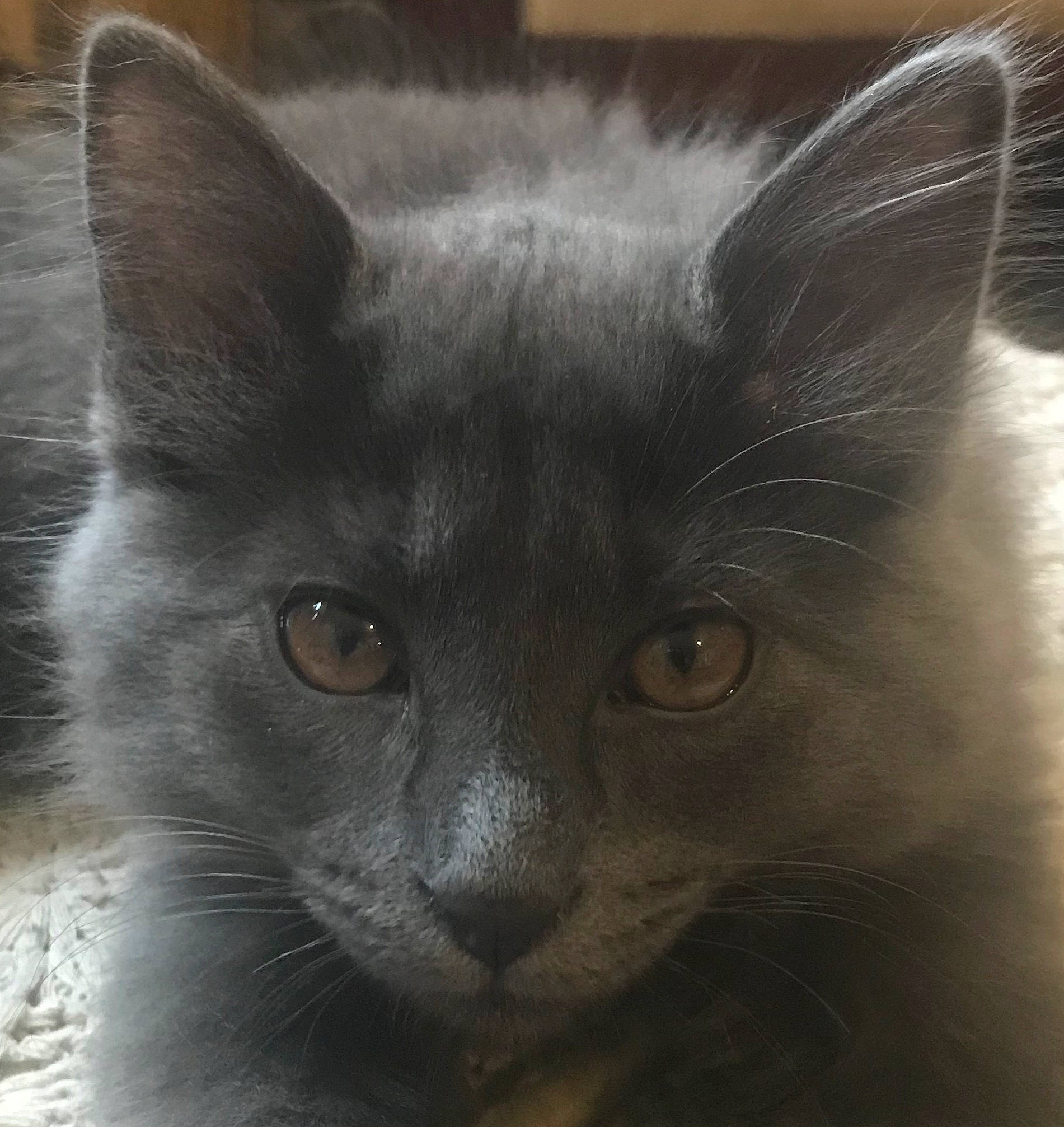 Mercury participe au concours pour gagner de l'argent avec cette photo : black_cat, carnivore, cat, domestic_short_haired_cat, eye, felidae, fur, grey, russian_blue, small_to_medium_sized_cats, snout, terrestrial_animal, whiskers, window