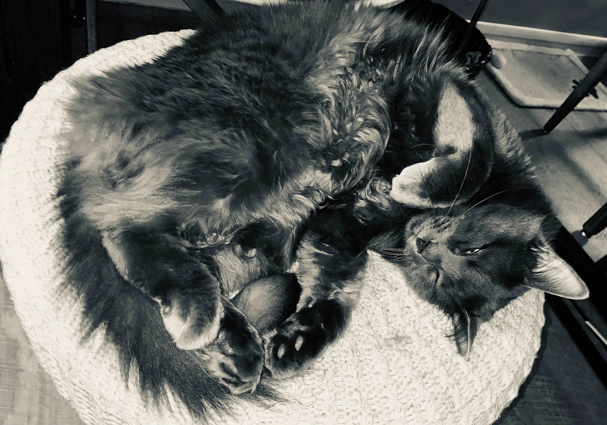 Mercury participe au concours pour gagner de l'argent avec cette photo : canidae, carnivore, cat, claw, comfort, dog_breed, domestic_short_haired_cat, ear, felidae, fur, monochrome, monochrome_photography, nap, paw, small_to_medium_sized_cats, snout, sporting_group, style, tail, whiskers