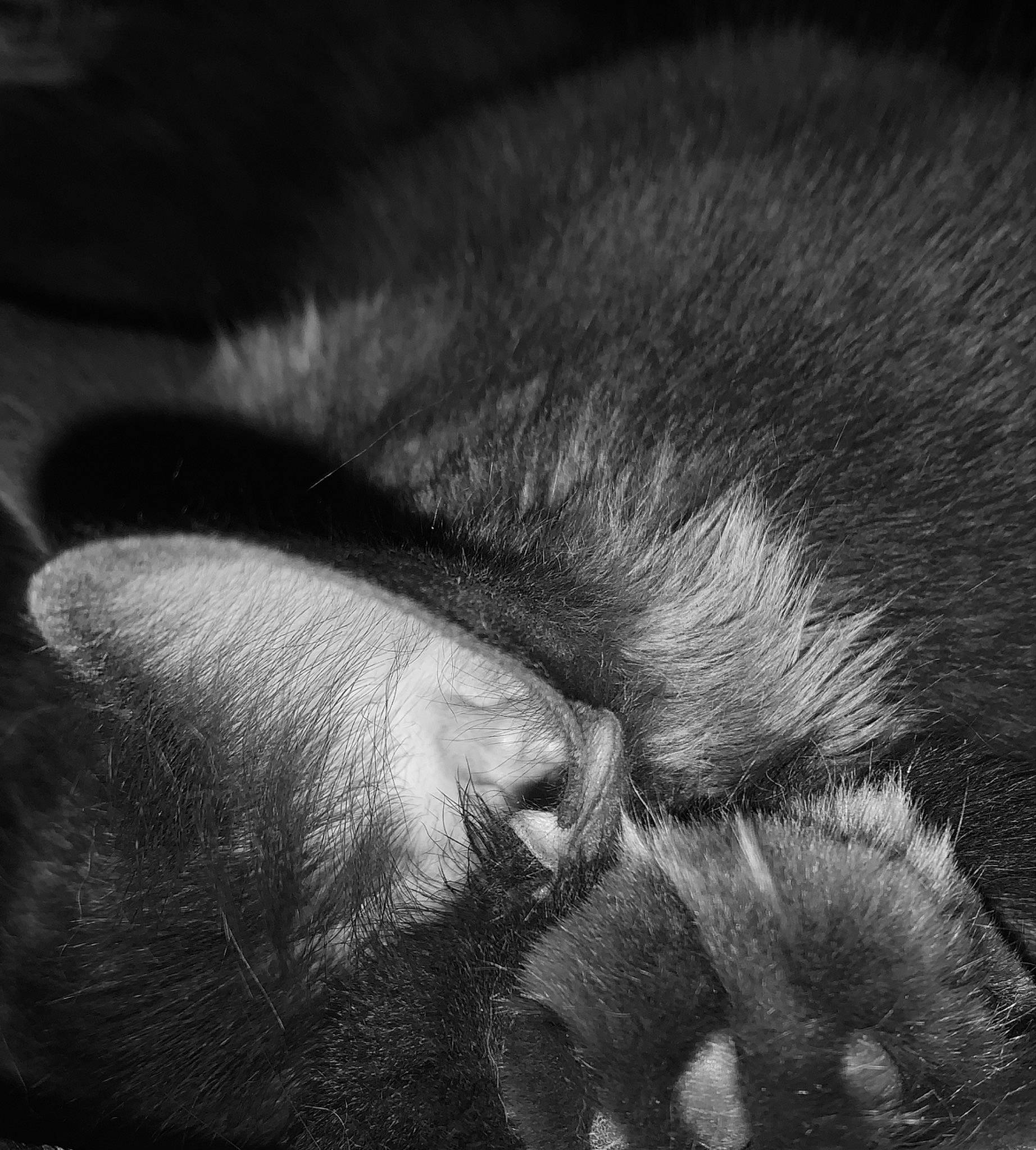 Mercury participe au concours pour gagner de l'argent avec cette photo : beard, comfort, dog_breed, eye, foot, fur, gesture, human_leg, leg, monochrome, monochrome_photography, nose, paw, snout, sporting_group, tail, terrestrial_animal, whiskers, wildlife, wrinkle