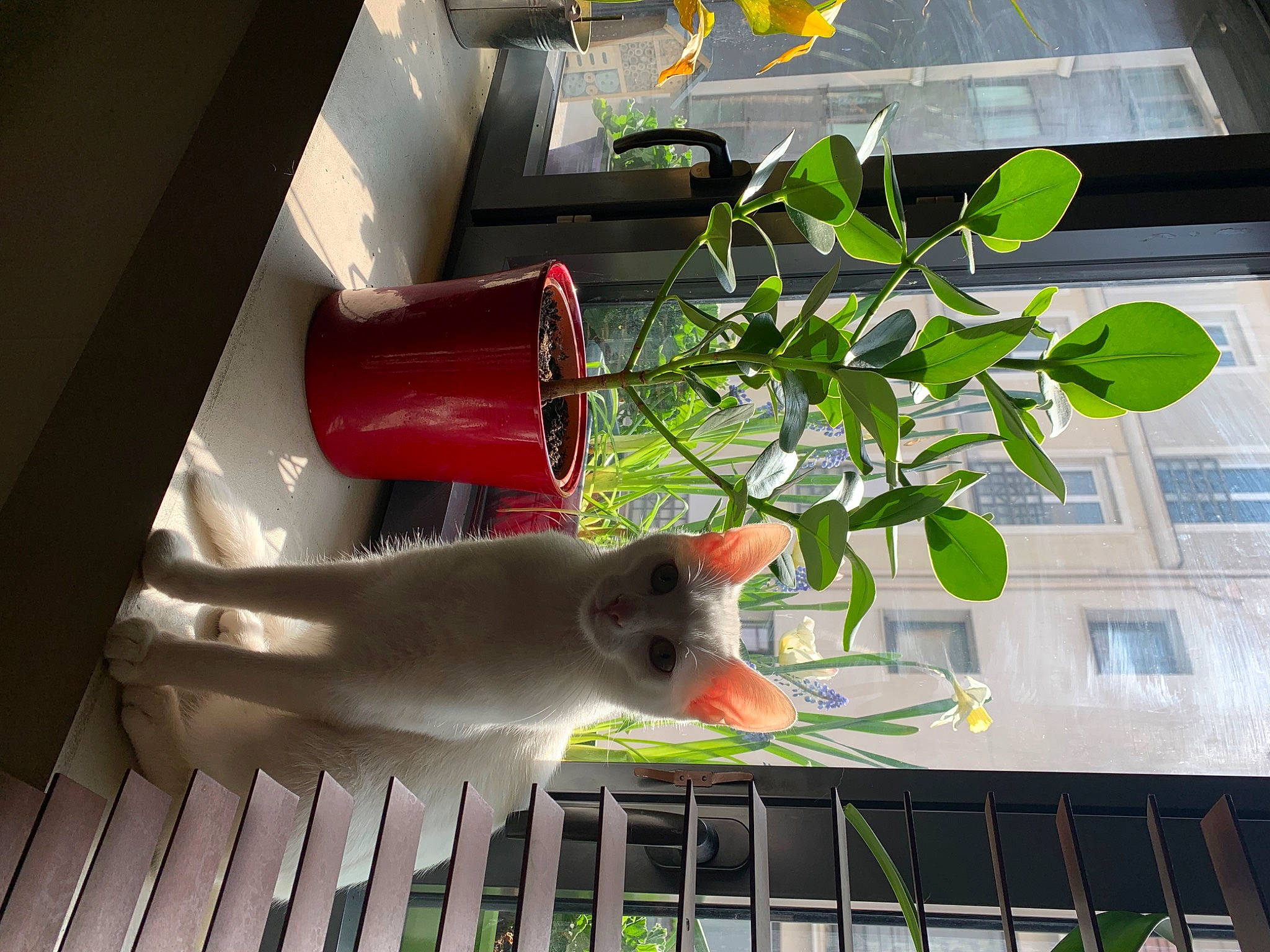 Bowie a rejoint le concours — aidez-le/la à gagner de superbes lots ! carmine, cylinder, fence, flower, flowerpot, gas, glass, green, herb, houseplant, light, line, pet_supply, plant, rodent, room, tail, whiskers, window, yellow