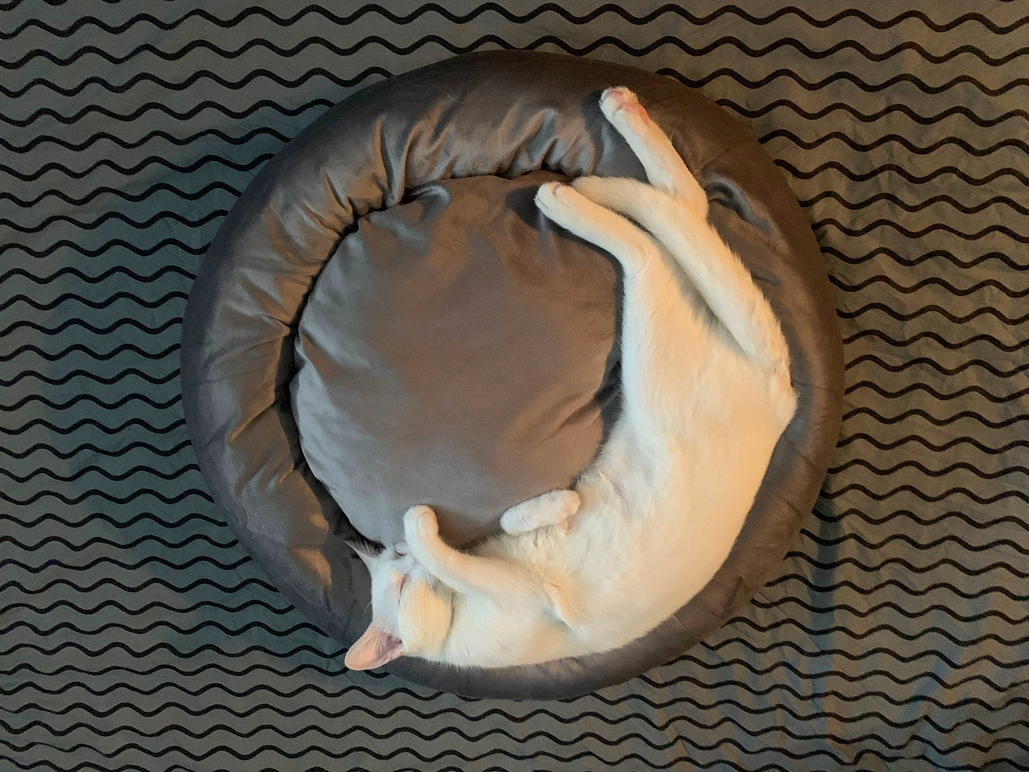 Bowie a rejoint le concours — aidez-le/la à gagner de superbes lots ! comfort, flooring, foot, fur, gesture, hardwood, headgear, leather, linens, nap, personal_protective_equipment, sleep, window, wood, wrist