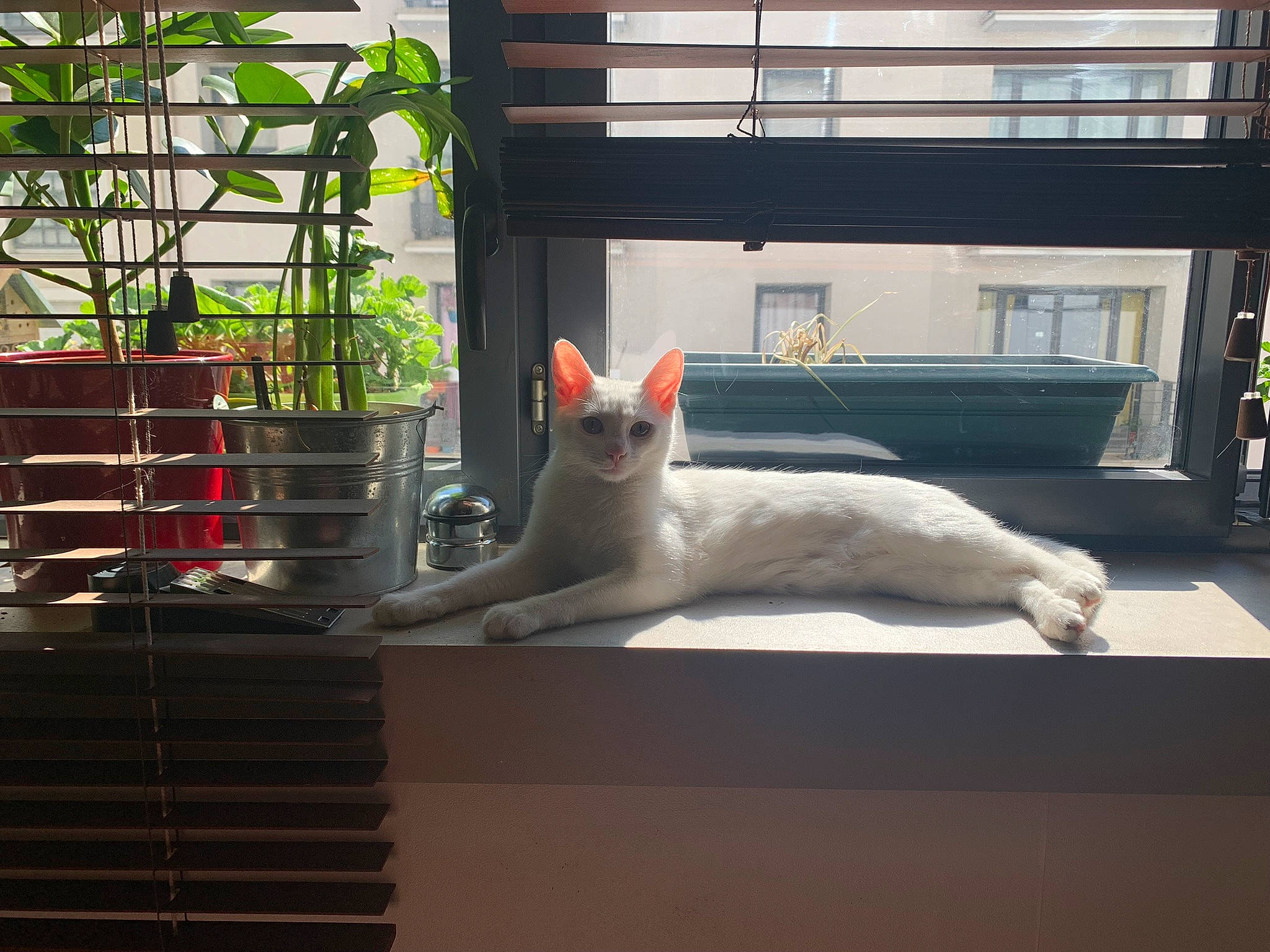 Bowie participe au concours pour gagner de l'argent avec cette photo : art, carnivore, cat, domestic_short_haired_cat, fawn, felidae, flowerpot, fur, glass, houseplant, mammal, metal, plant, room, small_to_medium_sized_cats, tail, vertebrate, whiskers, window, wood