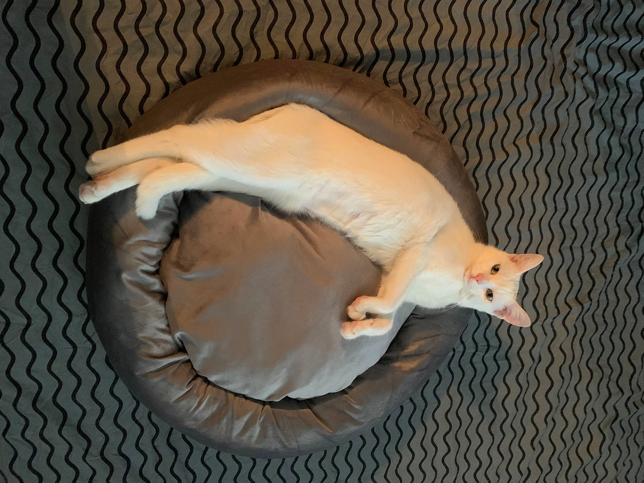 Bowie a rejoint le concours — aidez-le/la à gagner de superbes lots ! beak, bird, canidae, carnivore, claw, comfort, companion_dog, dog_breed, fawn, feather, felidae, hardwood, pet_supply, small_to_medium_sized_cats, tail, terrestrial_animal, water_bird, whiskers, wing, wood