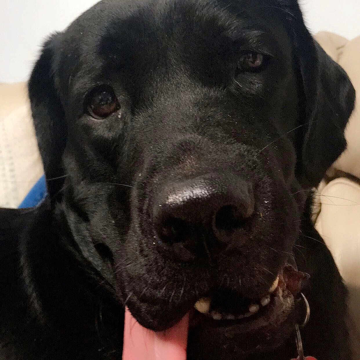 Gwynn joined the competition — help win amazing prizes! beagador, borador, canidae, carnivore, dog, dog_breed, dog_collar, flat_coated_retriever, labrador_retriever, mammal, patterdale_terrier, pointing_breed, rare_breed_dog, retriever, snout, sporting_group, vertebrate, whiskers