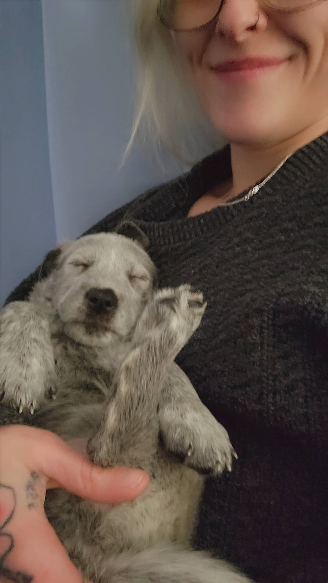 Cosmo joined the competition — help win amazing prizes! canidae, carnivore, companion_dog, dog, dog_breed, ear, elbow, eyewear, fawn, fur, jewellery, livestock_guardian_dog, paw, puppy_love, sitting, sleeve, smile, snout, sporting_group, whiskers