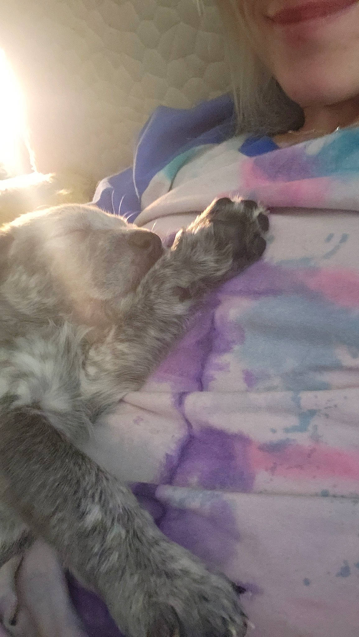 Cosmo is registered to the contest to win money with this photo: bed, carnivore, cat, claw, comfort, companion_dog, dog_breed, domestic_short_haired_cat, fawn, felidae, flooring, fur, human_leg, linens, nap, paw, small_to_medium_sized_cats, tail, textile, whiskers