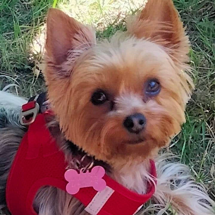 Naïa a rejoint le concours — aidez-le/la à gagner de superbes lots ! biewer_terrier, canidae, carnivore, companion_dog, dog, dog_breed, dog_supply, fawn, fur, grass, holiday, liver, plant, snout, sporting_group, terrestrial_animal, toy_dog, whiskers, yorkipoo, yorkshire_terrier