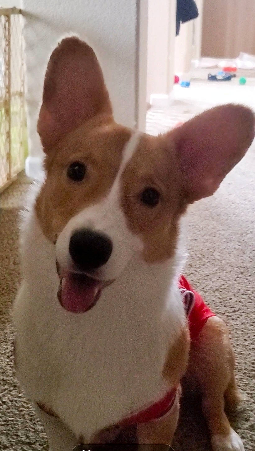 Benny is registered to the contest to win money with this photo: ancient_dog_breeds, canidae, carnivore, collar, companion_dog, dog, dog_breed, dog_collar, dog_supply, door, ear, fawn, fur, irishjacks, non_sporting_group, snout, sporting_group, terrestrial_animal, whiskers, working_animal