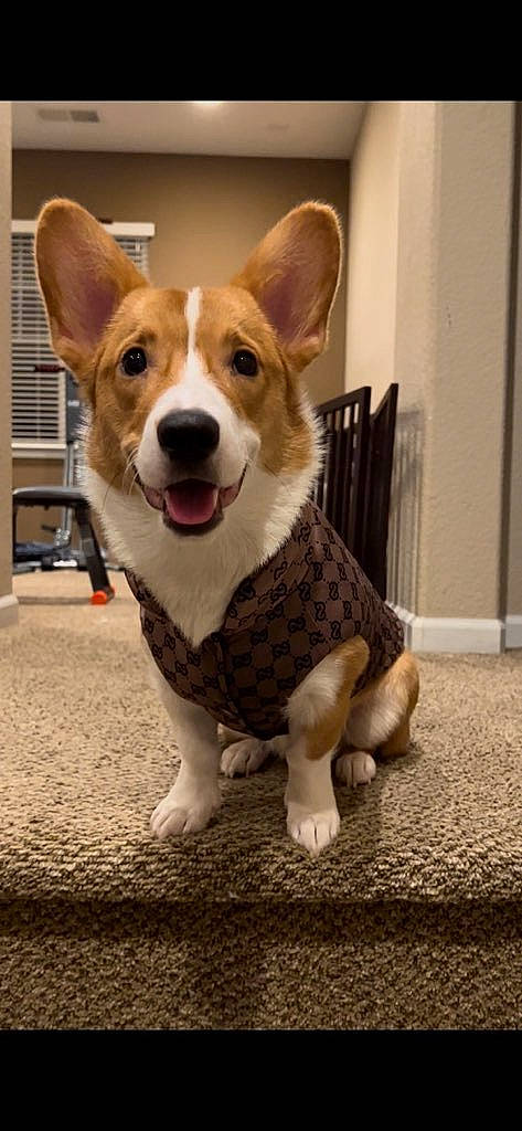 Benny is registered to the contest to win money with this photo: ancient_dog_breeds, canidae, carnivore, companion_dog, dog, dog_breed, fawn, flooring, fur, hound, paw, snout, sporting_group, tail, terrestrial_animal, toy, welsh_corgi, whiskers, wood, working_animal