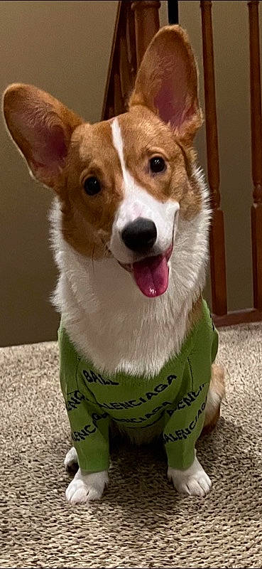 Benny is registered to the contest to win money with this photo: ancient_dog_breeds, canidae, carnivore, collar, companion_dog, dog, dog_breed, dog_collar, dog_supply, door, fawn, fur, snout, sporting_group, terrestrial_animal, whiskers, working_dog