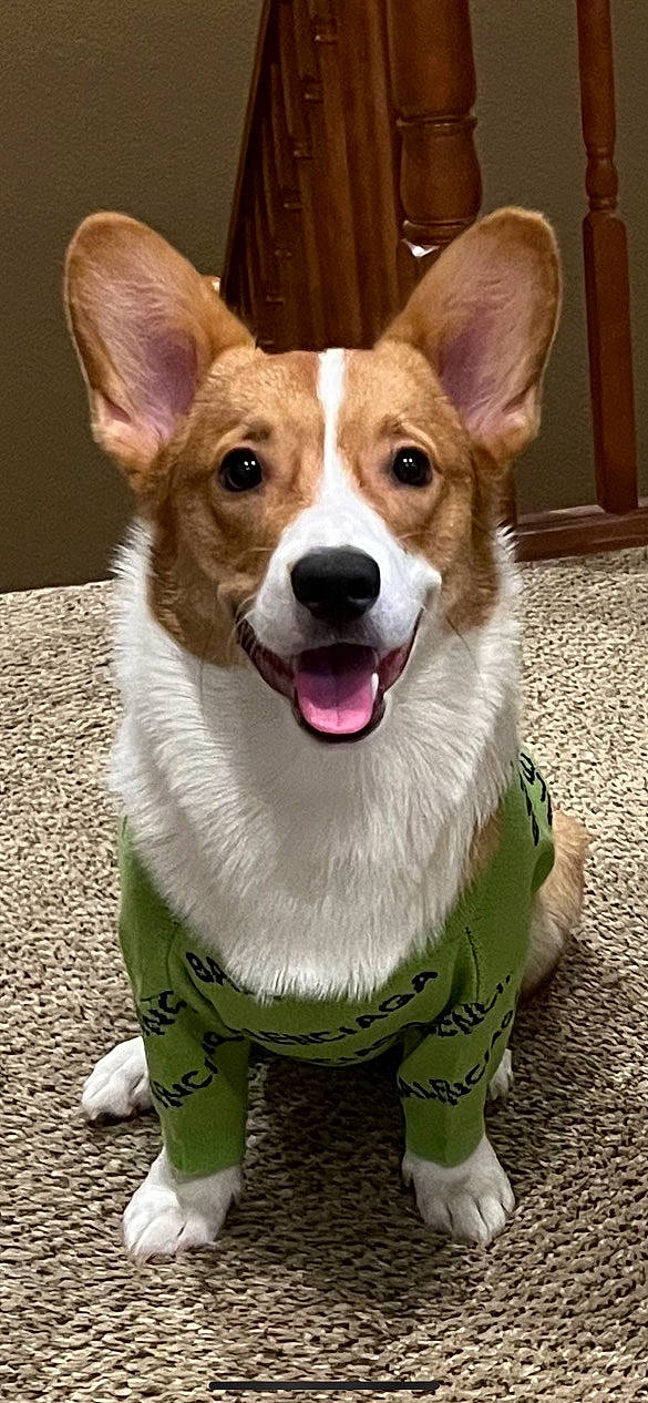 Benny joined the competition — help win amazing prizes! ancient_dog_breeds, canidae, carnivore, collar, companion_dog, dog, dog_breed, dog_clothes, dog_collar, dog_supply, door, fawn, fur, herding_dog, leash, snout, sporting_group, whiskers, working_animal, working_dog