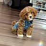 puppy, dog, denim_jacket, brown_fur, curly_fur, indoor, wooden_floor, mirror, reflection, pet, cute, small, sitting, adorable, domestic_animal, fur, animal_clothing, household, companion, playful