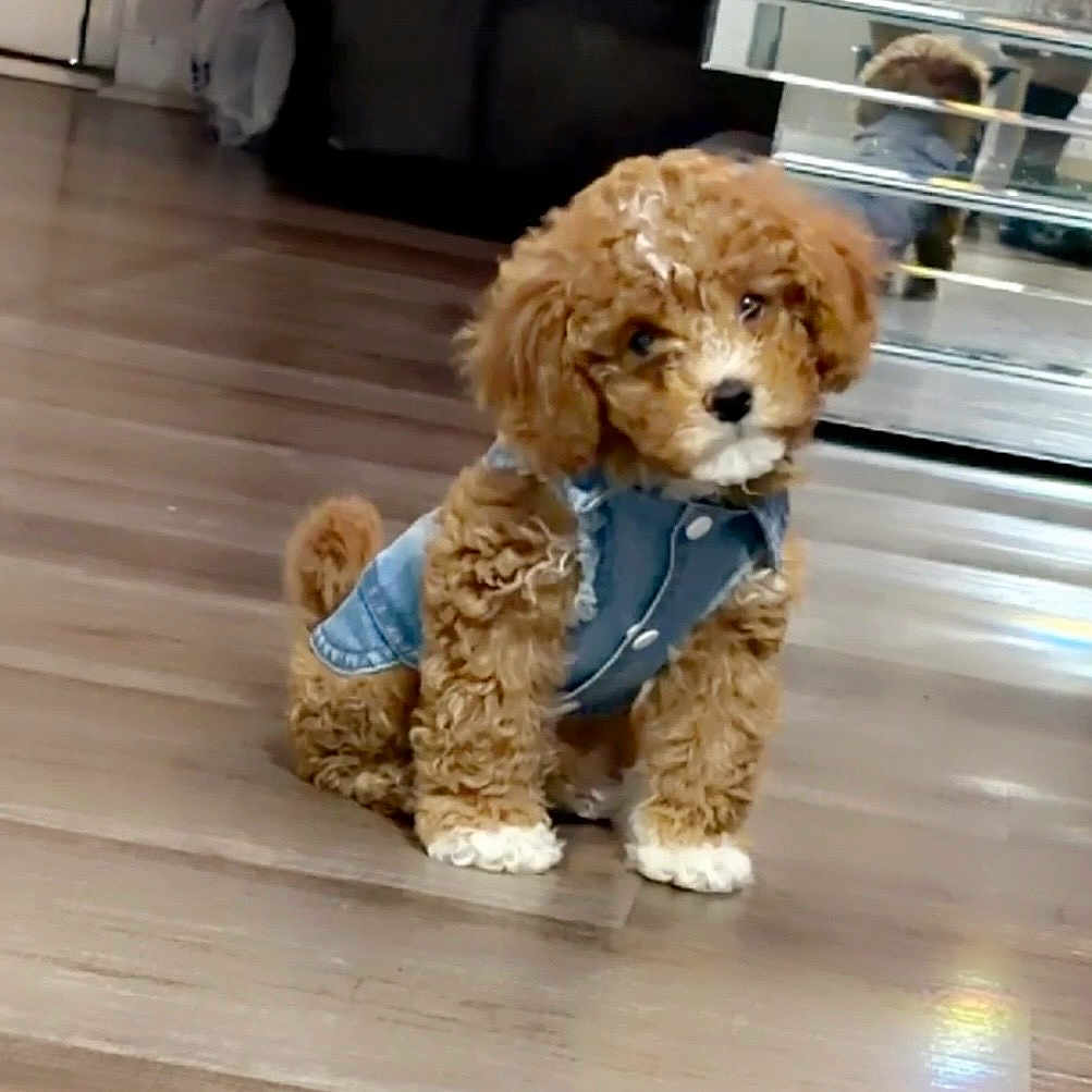 Coco