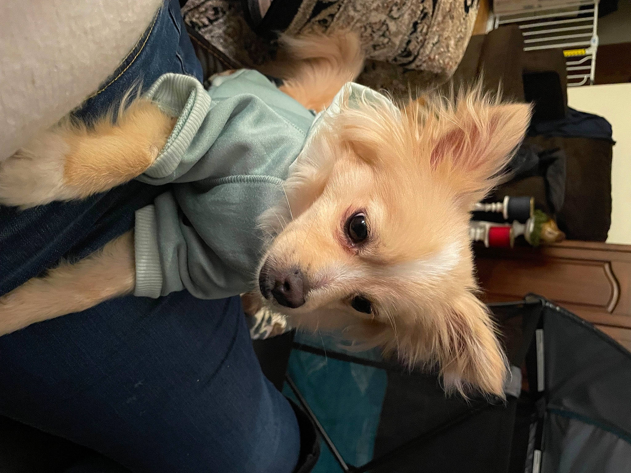 Nugget joined the competition — help win amazing prizes! canidae, carnivore, comfort, companion_dog, dog, dog_breed, ear, fawn, fur, non_sporting_group, small_terrier, sporting_group, toy_dog, whiskers