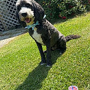 Gus joined the competition — help win amazing prizes! animal, backyard, birthday_candle, bow_tie, cake, canine, celebration, daylight, dog, fence, flowers, grass, greenery, happy, outdoor, pet, shadow, sitting, smiling, sunny