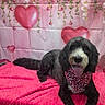 Gus joined the competition — help win amazing prizes! animal, bandana, black_and_white_dog, celebration, cozy, cute, decorations, dog, floral, flowers, happy, heart_balloons, heart_pattern, indoor, pet, pink_blanket, portrait, resting, tongue_out, valentines_day