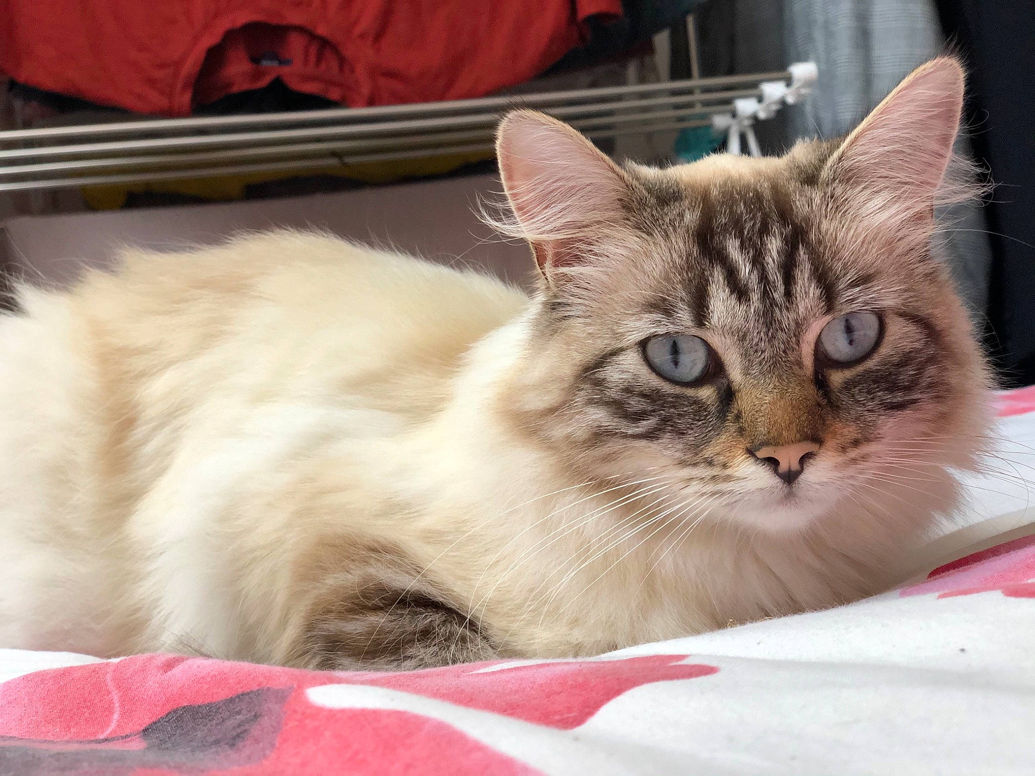 Palmyra participe au concours pour gagner de l'argent avec cette photo : box, carnivore, cat, cat_supply, claw, comfort, domestic_short_haired_cat, fawn, felidae, fur, paw, pet_supply, small_to_medium_sized_cats, snout, tree, whiskers