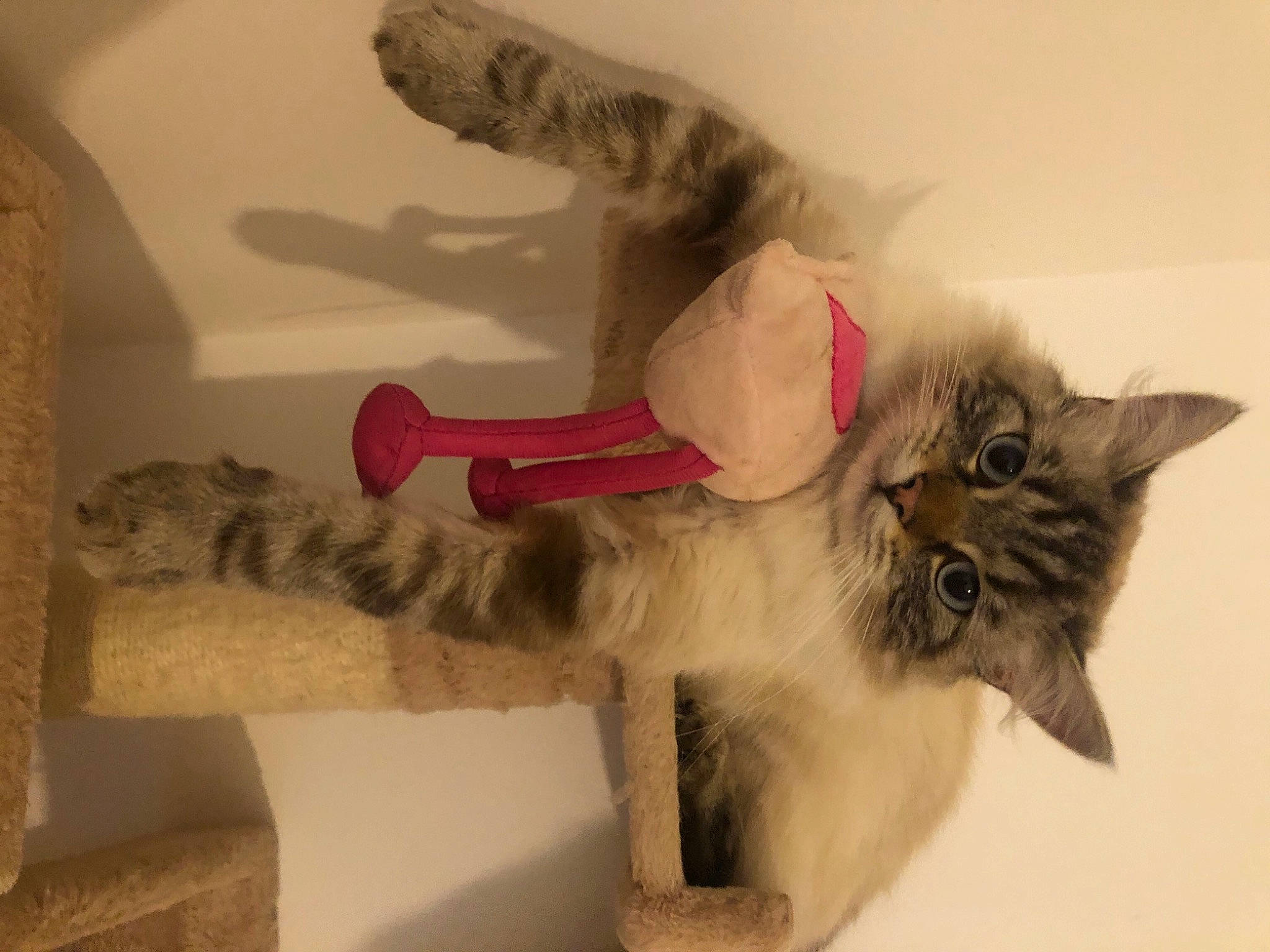 Palmyra participe au concours pour gagner de l'argent avec cette photo : art, bed, carmine, carnivore, cat, cat_bed, claw, comfort, domestic_short_haired_cat, fawn, felidae, fur, paw, plant, room, small_to_medium_sized_cats, snout, tail, whiskers, window