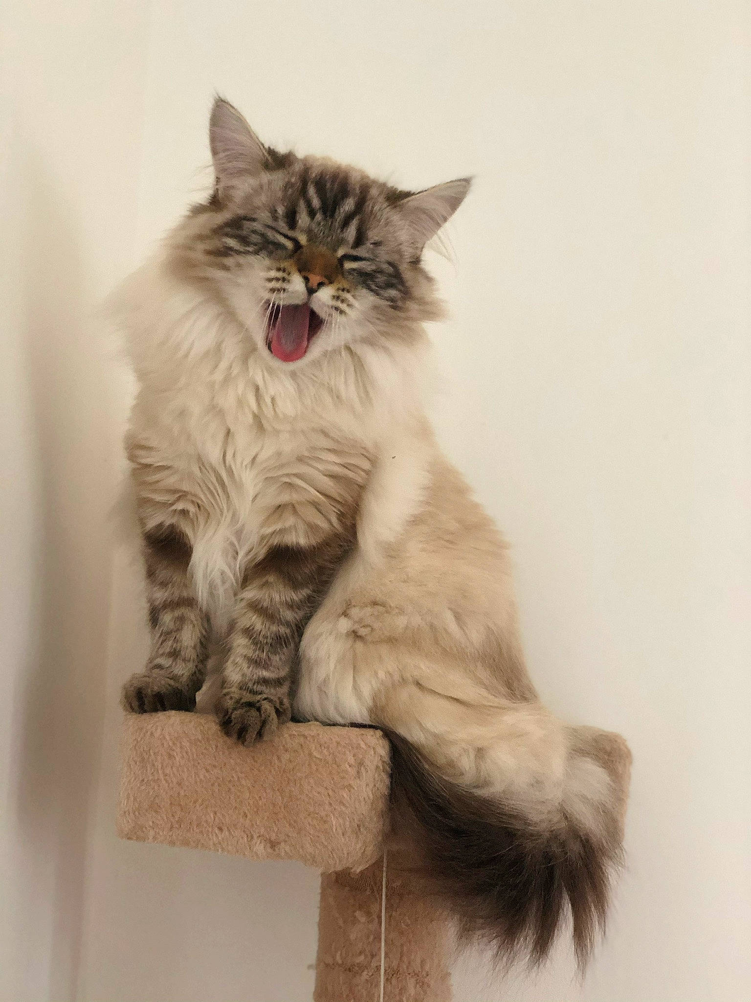 Palmyra participe au concours pour gagner de l'argent avec cette photo : art, british_longhair, carnivore, cat, claw, drawing, felidae, fur, gesture, illustration, maine_coon, norwegian_forest_cat, paw, photo_caption, sitting, small_to_medium_sized_cats, snout, tail, terrestrial_animal, whiskers